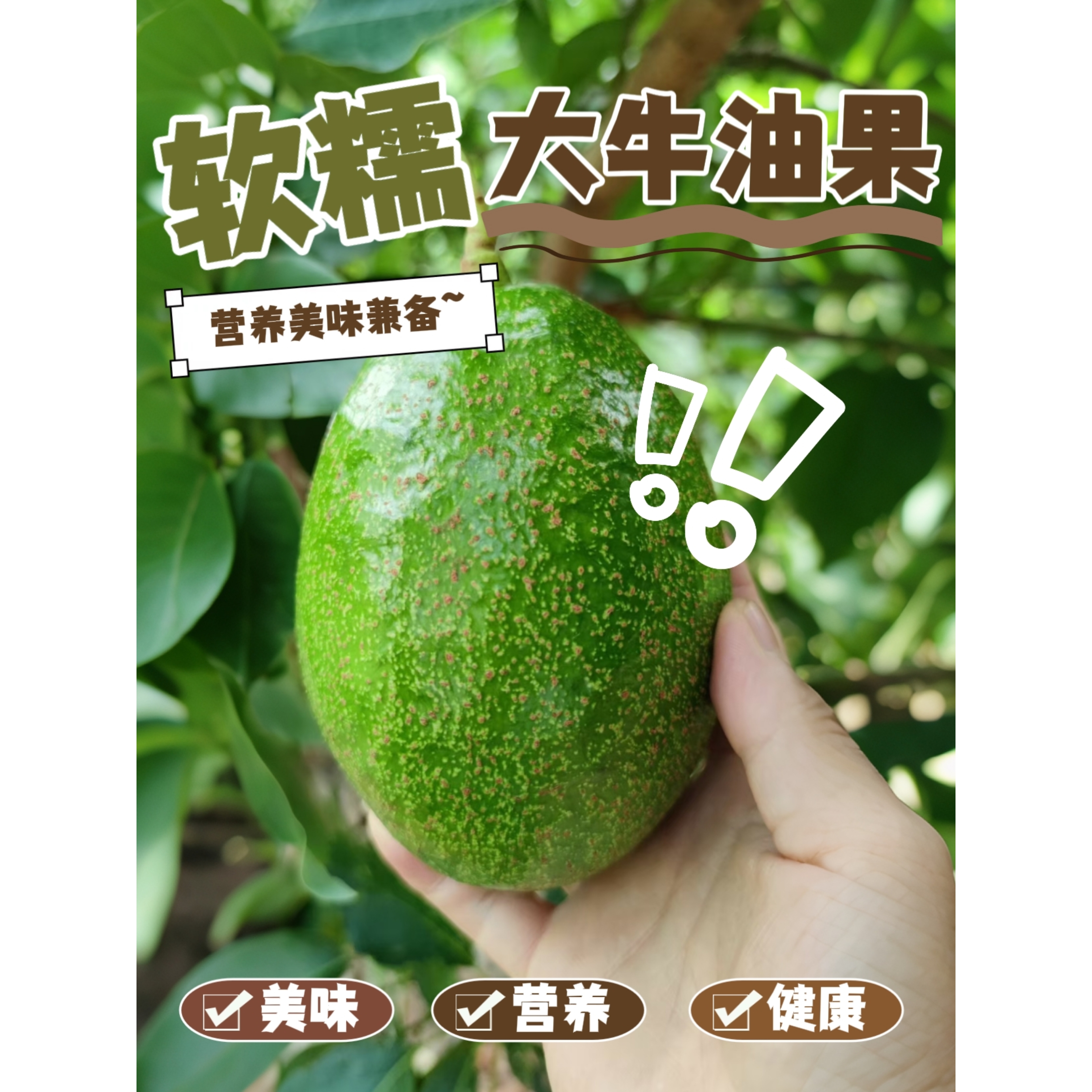 【阳光花城攀枝花牛油果】5-7枚450-550g细腻顺滑坏果包赔