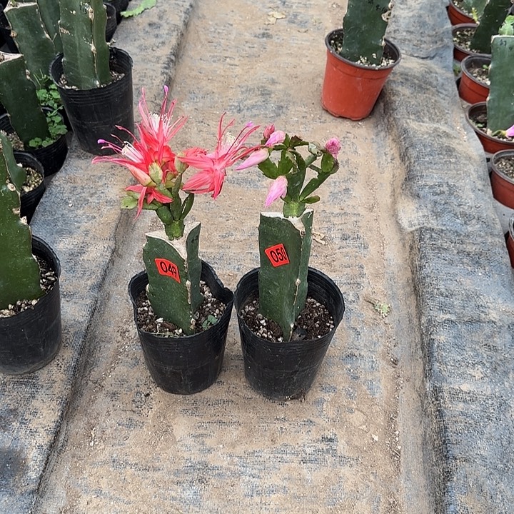 049+050嫁接蟹爪兰：索菲亚+040