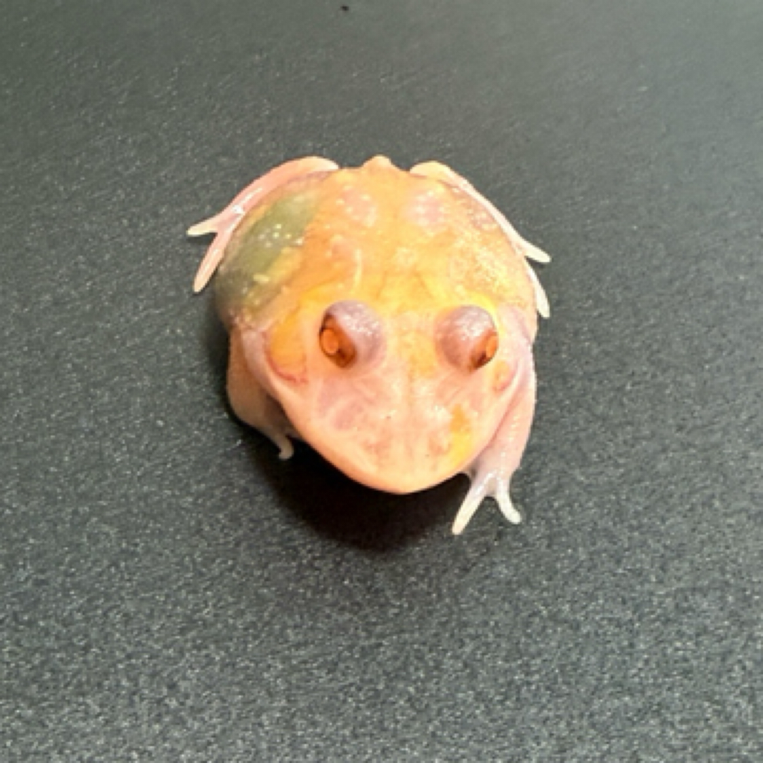 变异角蛙 活体幼苗 随机发货