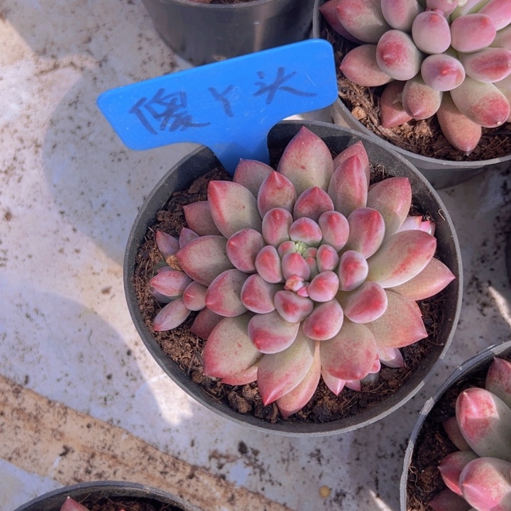 健健康康平平安安