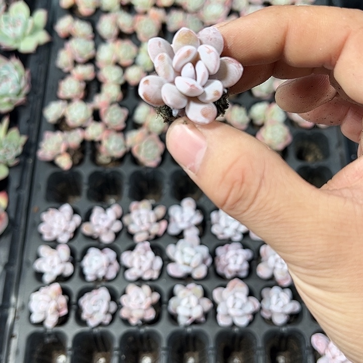 雪莲 满10颗包邮  