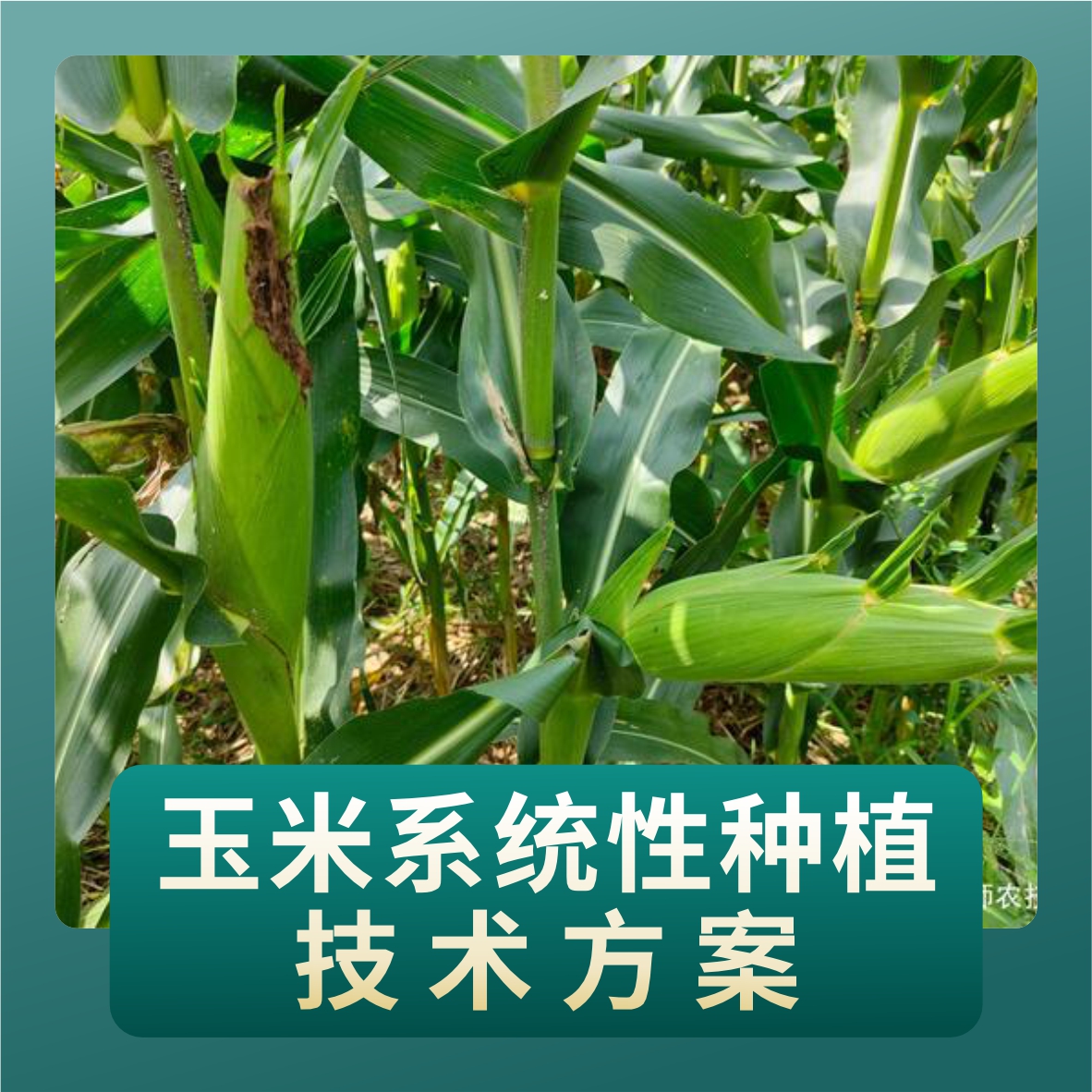 玉米系统性种植技术方案