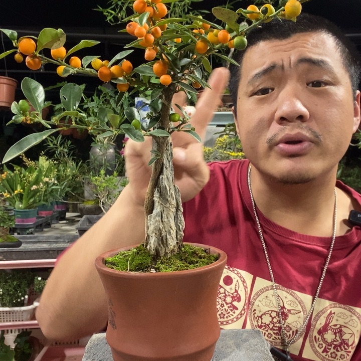 绪***绪以实际为准盆景盆栽绿植4