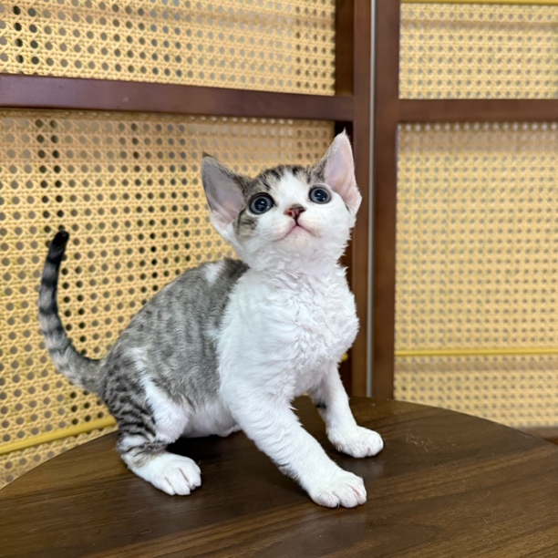 【ZF.Q德文卷毛猫】虎斑开脸弟弟，一针疫苗