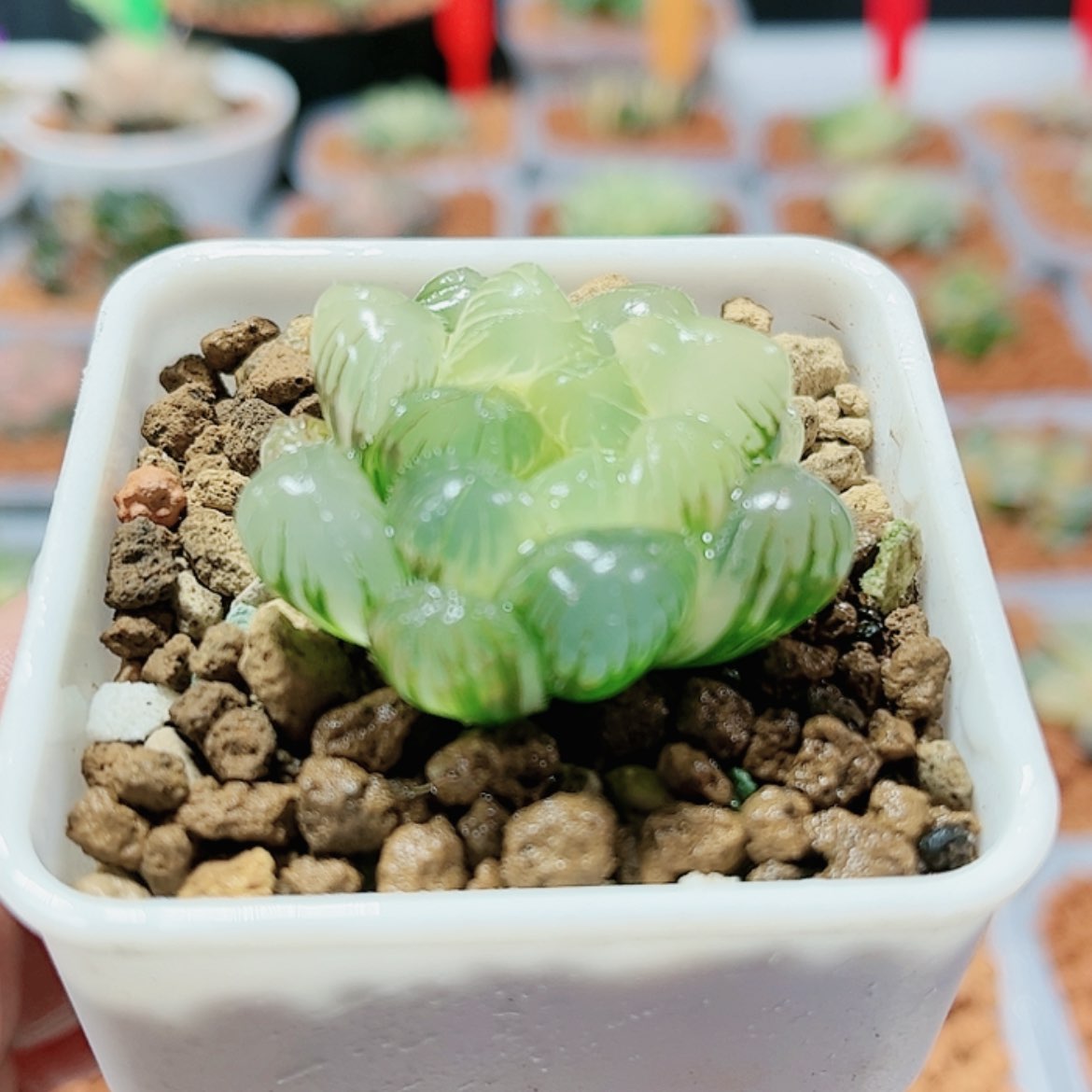 【闪购商品】实生玉露锦