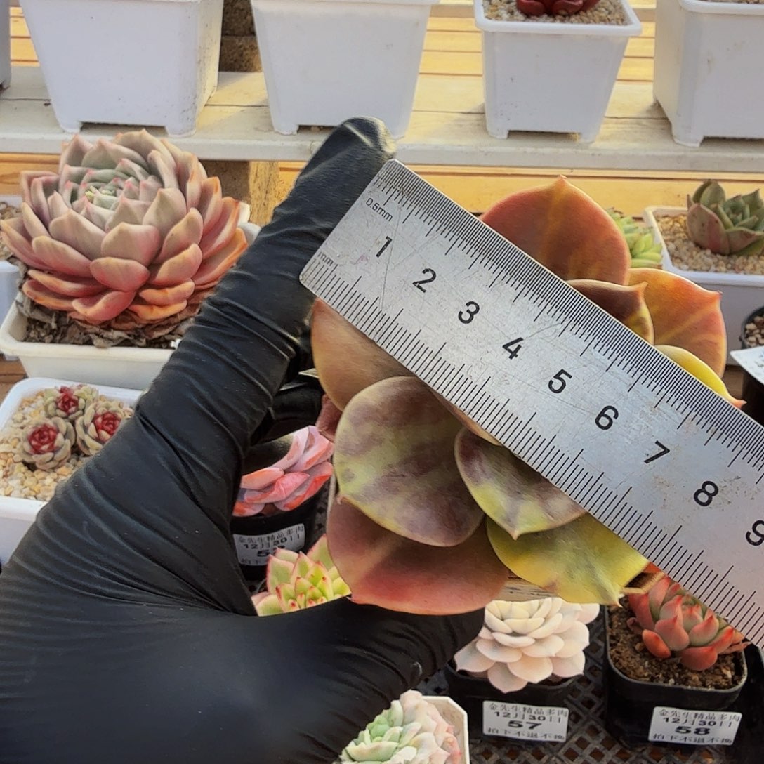 1230-62布鲁门卡锦单头