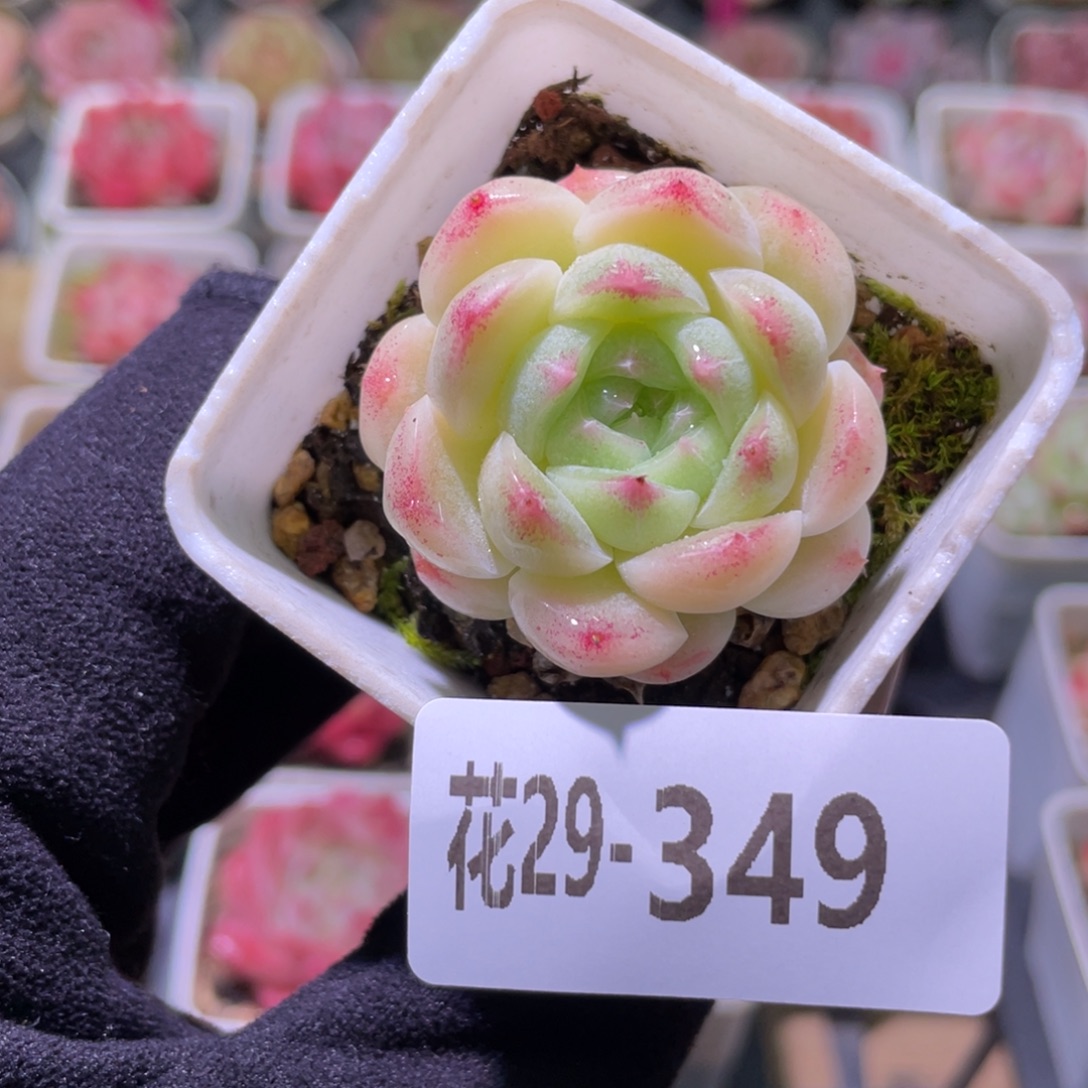 花利美29-349美瞳