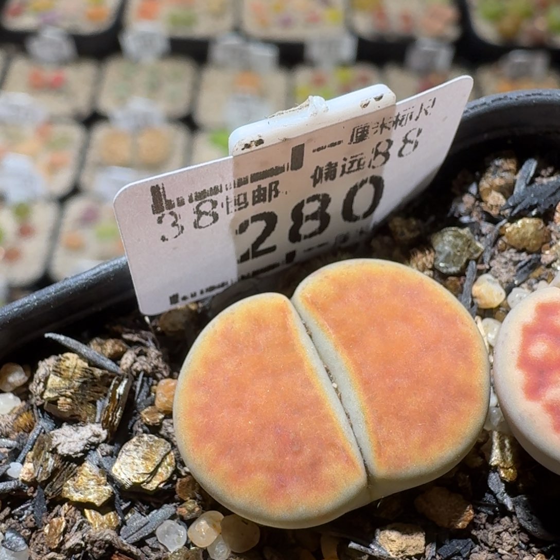 Sss精品清货款280冰橙