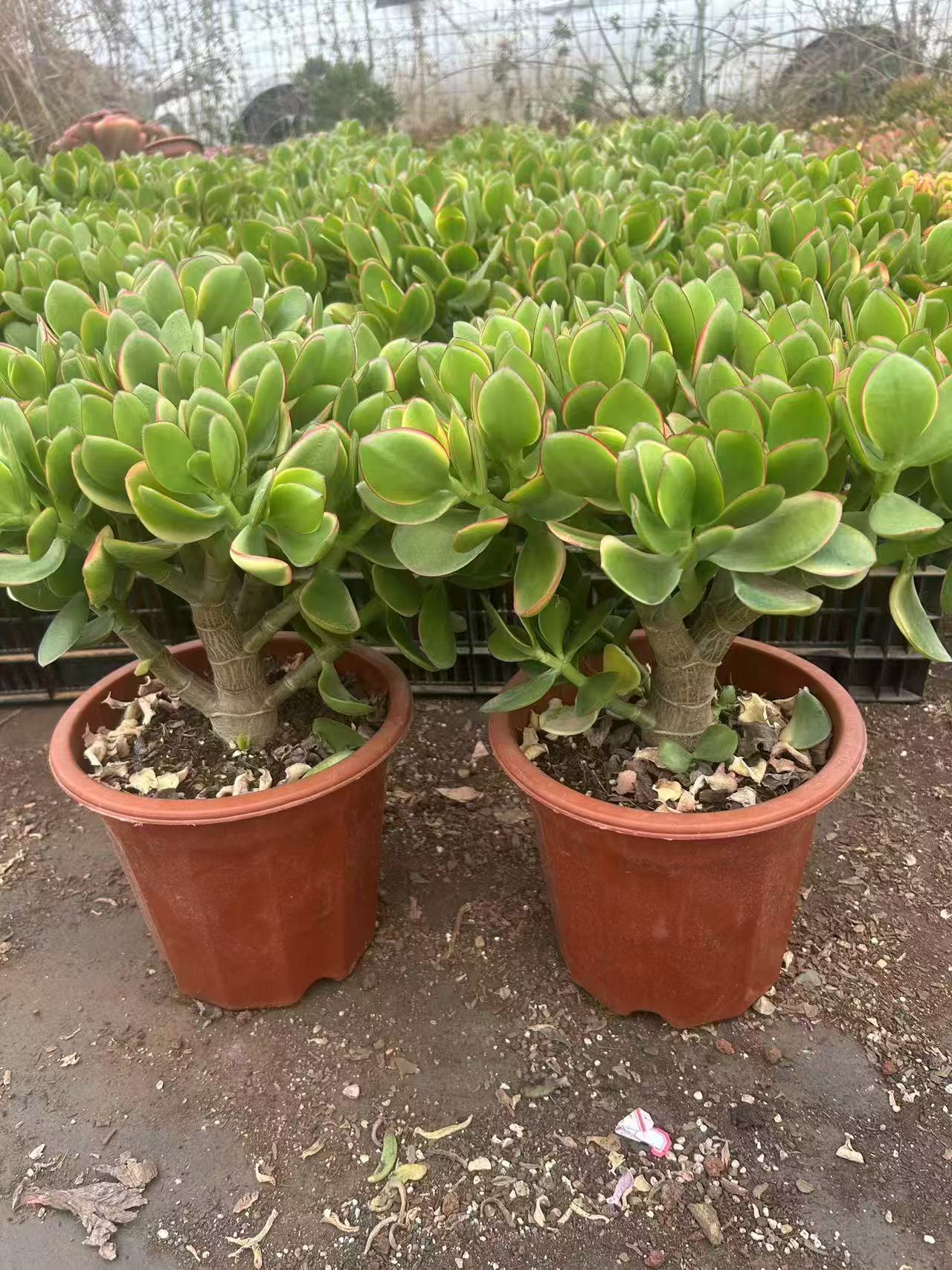 4年老桩(玉树锦)多肉