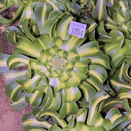 754暴君多肉植物