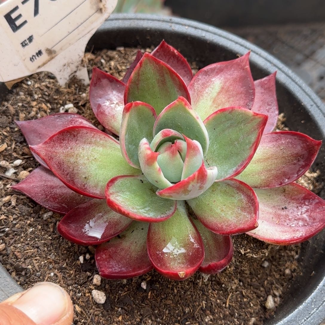 762 惊鸿一物一拍包装收缩花旱