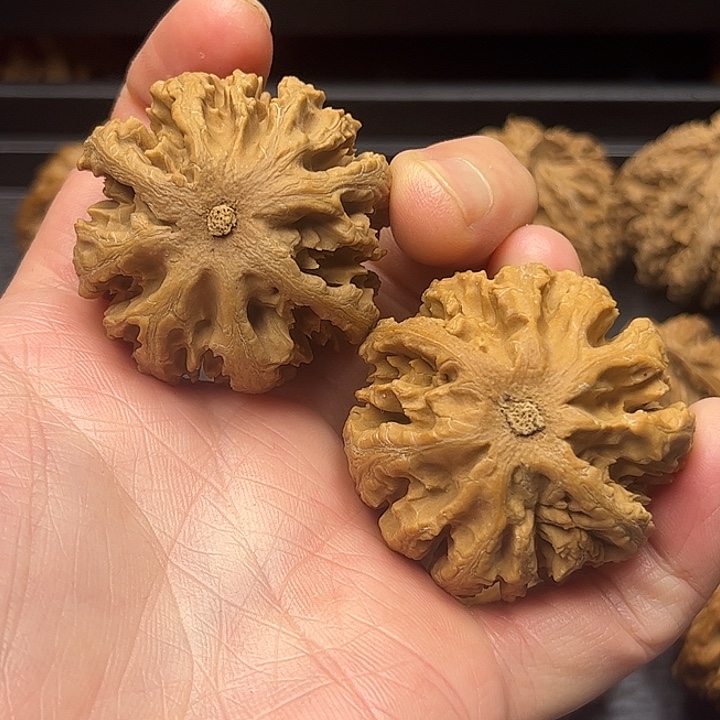 核桃秦岭山脉中段怒江与澜沧江