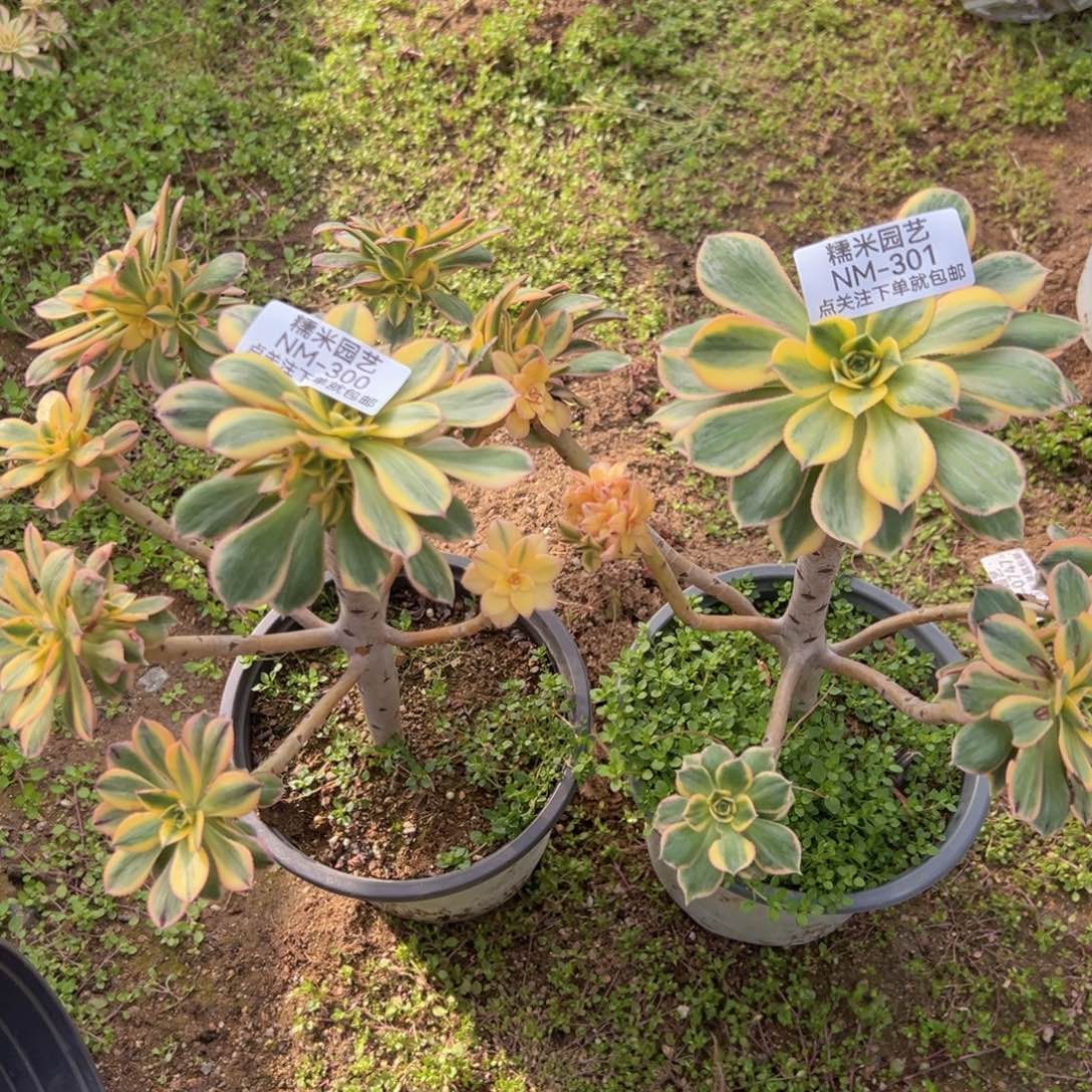 灿烂多肉植物300-01