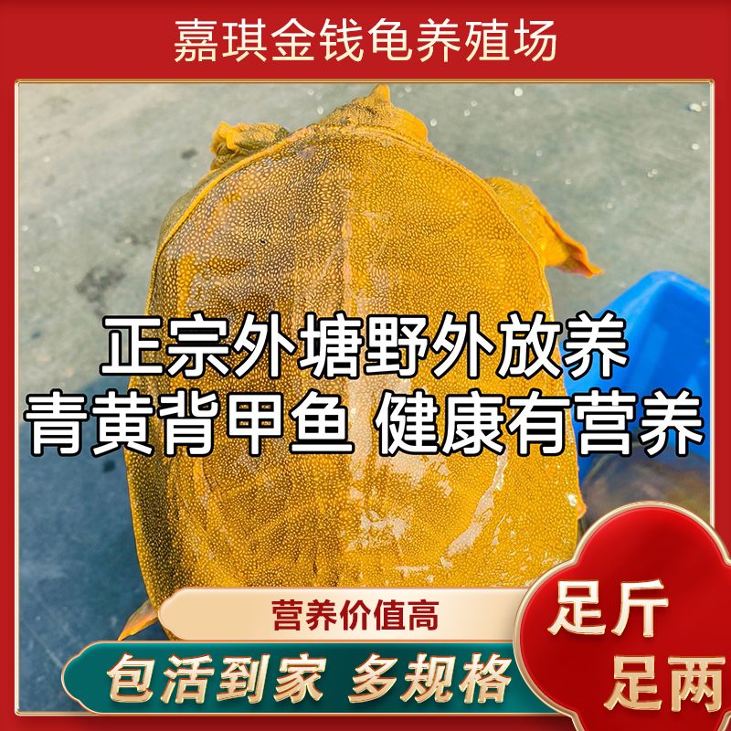 青黄背甲鱼纯天然野外王八水鱼团鱼鳖中华鳖食用海鲜甲鱼鲜活包邮