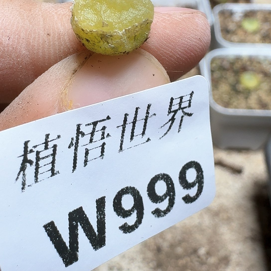 999号多肉植物哇f f