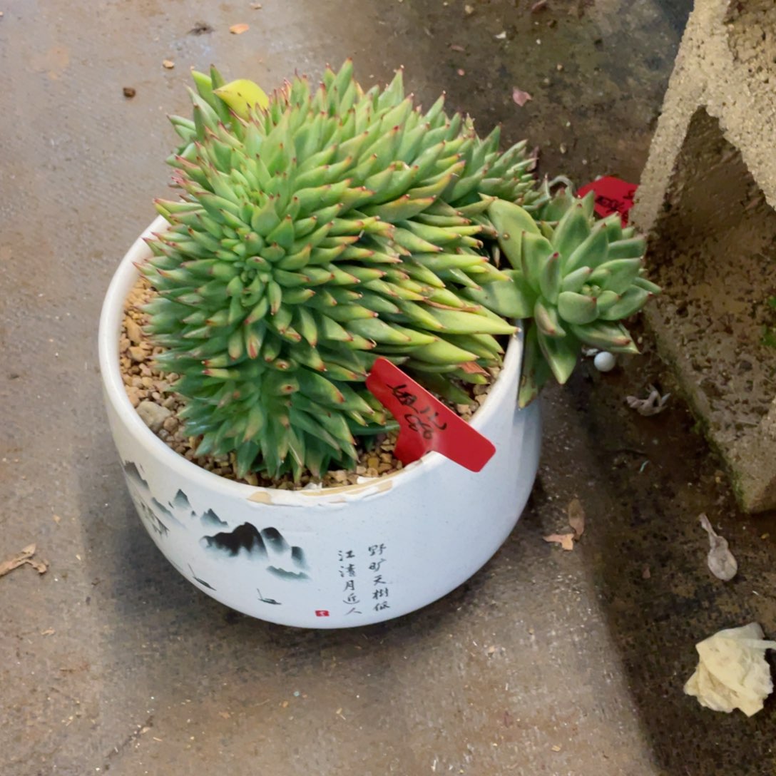 妞儿，清纯乌木缀化