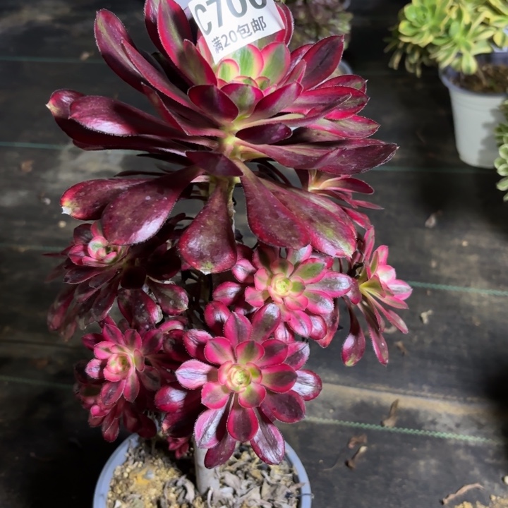 瑞妈一物一拍700