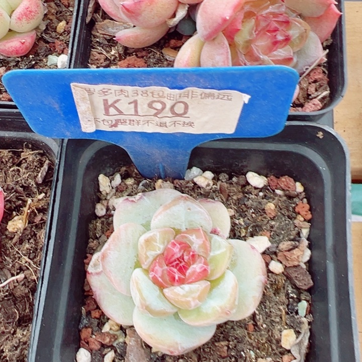 冰魄4c多肉植物福利