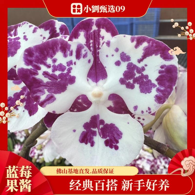 【蓝莓果酱09】组盆款精美蝴蝶兰花卉盆栽佛山基地批发直播次日达