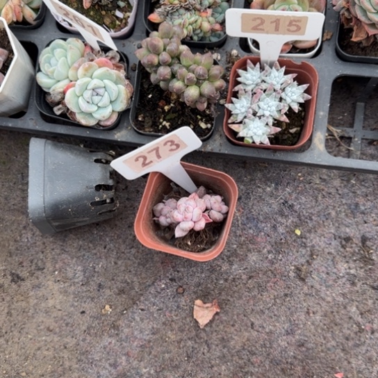 ****273半夏两颗多肉植物多