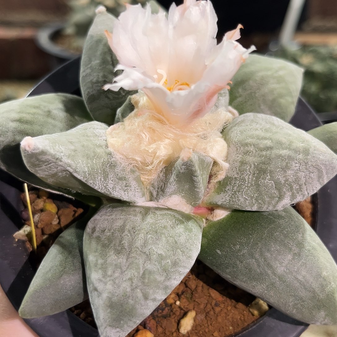 29号13cm实生白肌水波纹青瓷