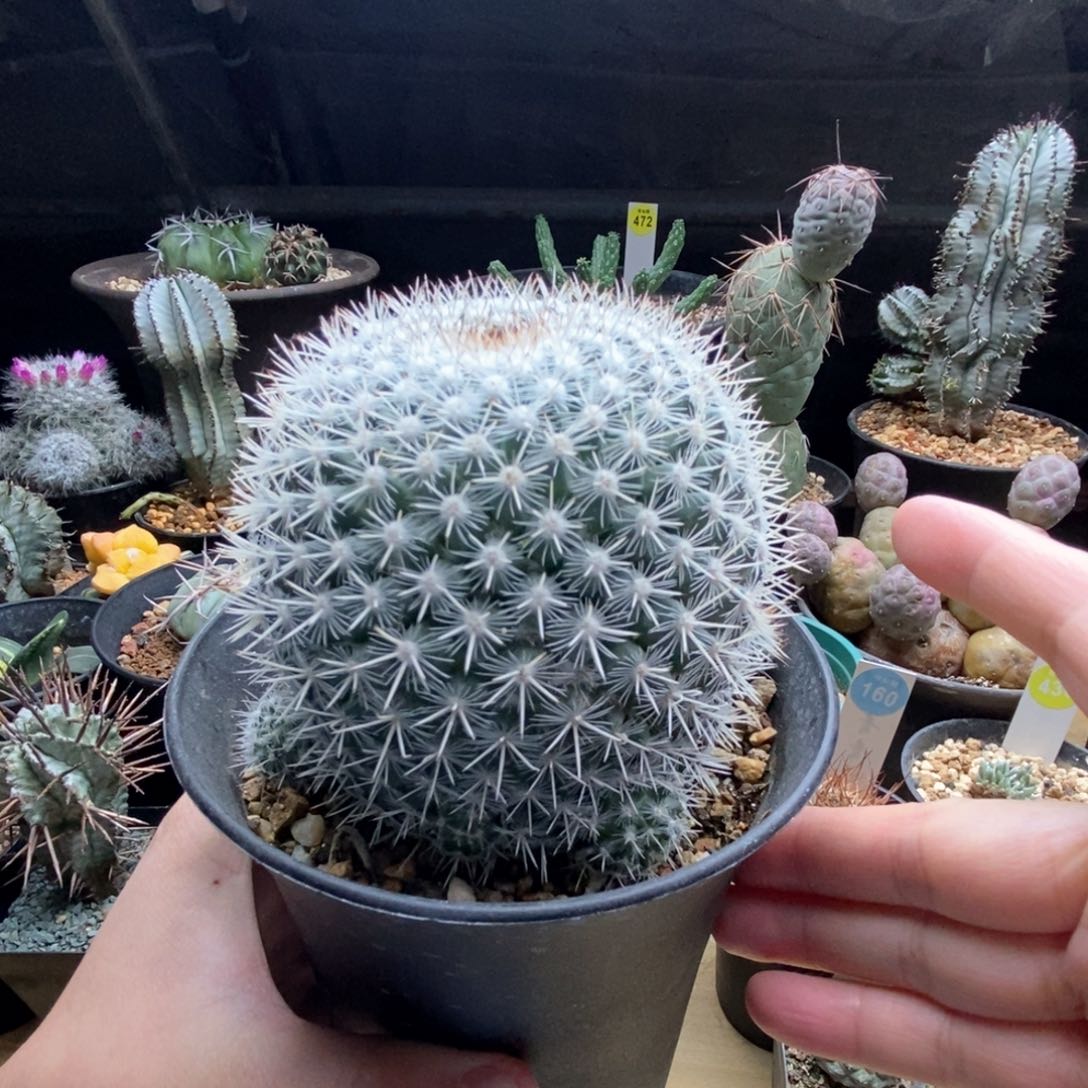 实生敷岛群8cm一棵仙人球