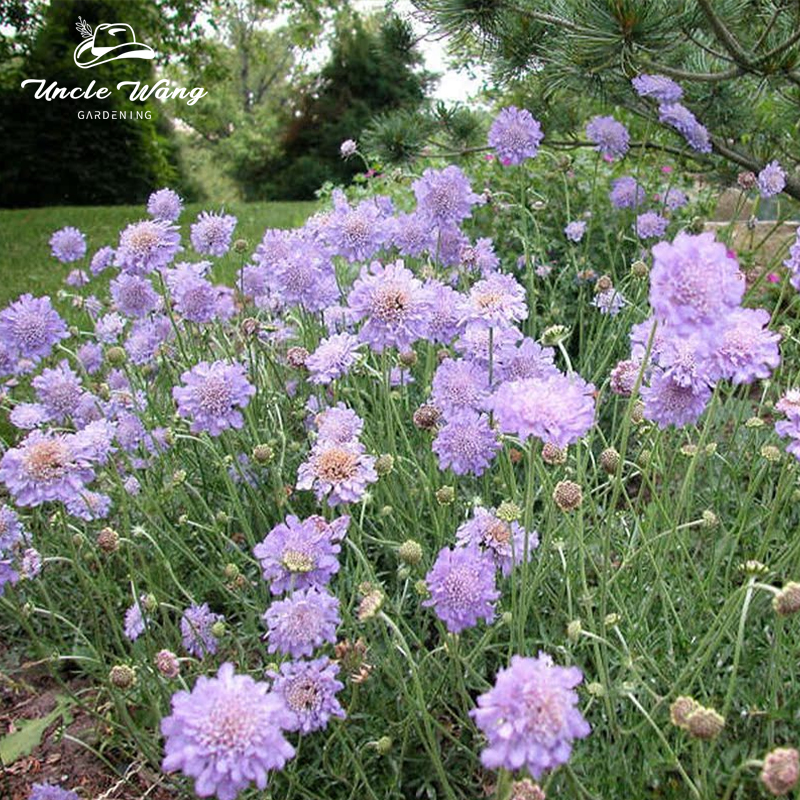 种花王大爷 蓝盆花盆栽阳台庭院花园易养植物高颜值花期长宿根