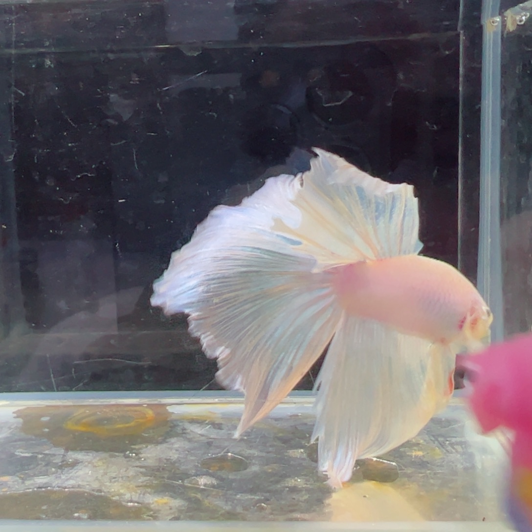 斗鱼浅色特殊尾hhhh