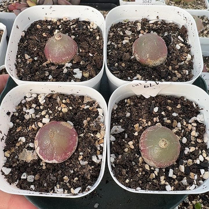 老马生石花2.4灯泡916