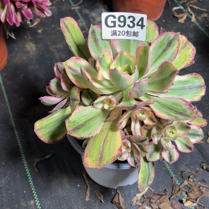 瑞妈一物一拍934