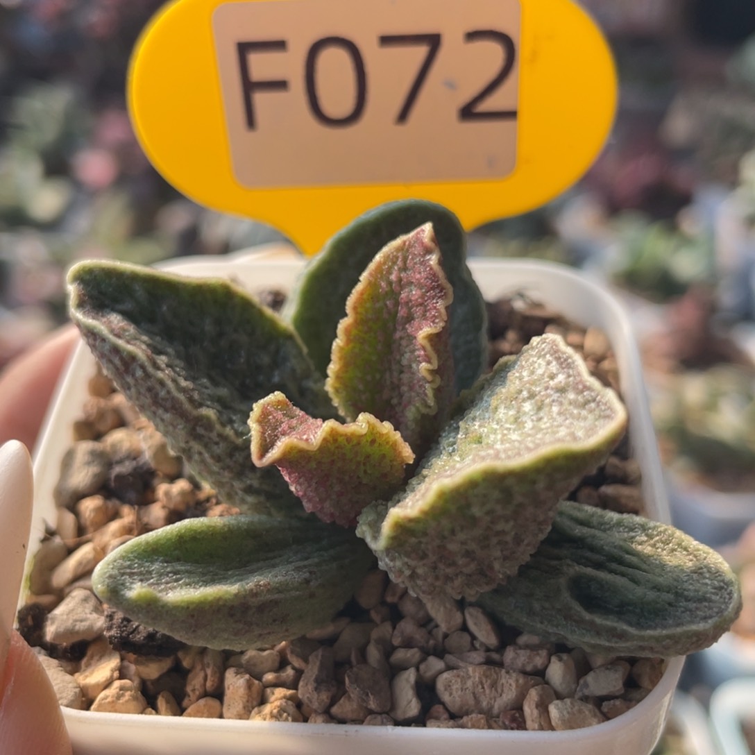    酒红猪肝。 F072。   