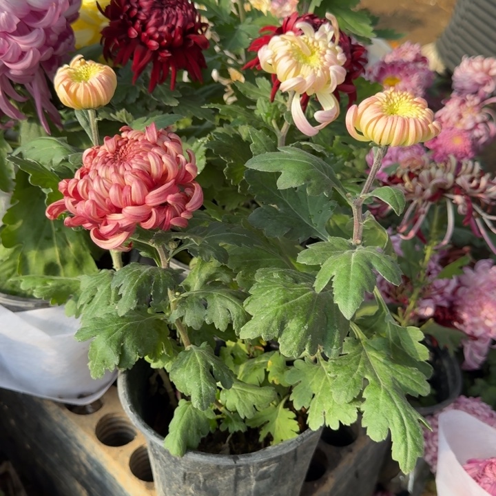 限***。完全开放六淡六红