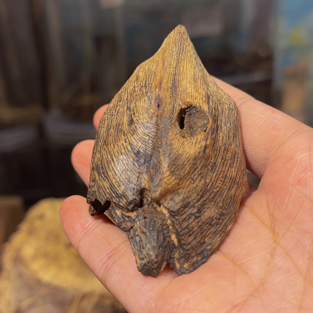 沉香碎屑沉香16克壳子63