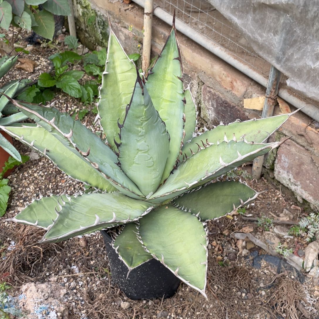 无花朵籽播龙舌兰