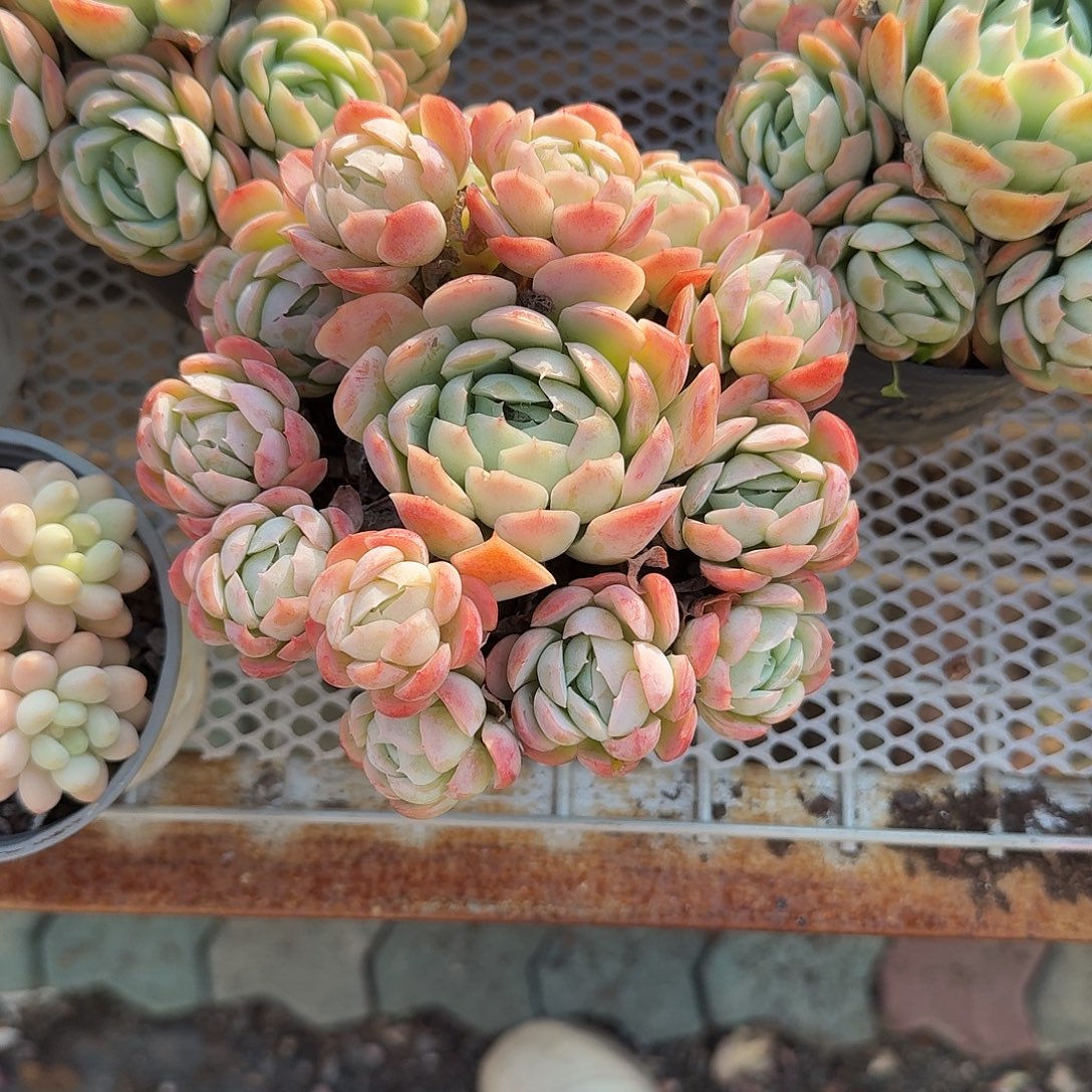 胭脂贝瑞香水多肉