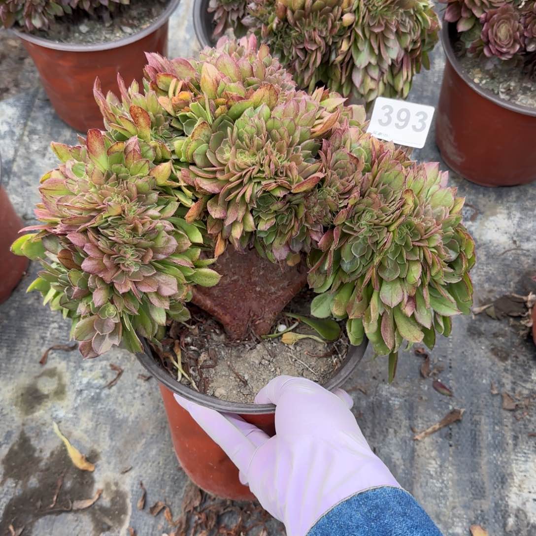 393多肉植物万缀