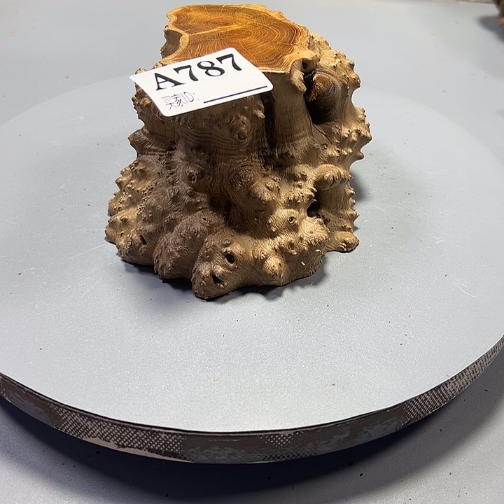 鹿***迪大果紫檀（缅甸花梨）