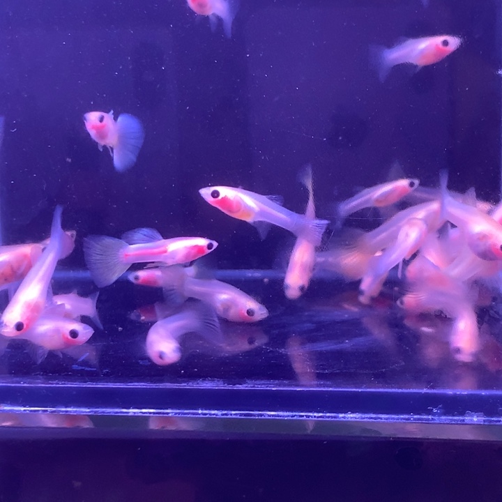 孔雀鱼幻彩粉猫10条母