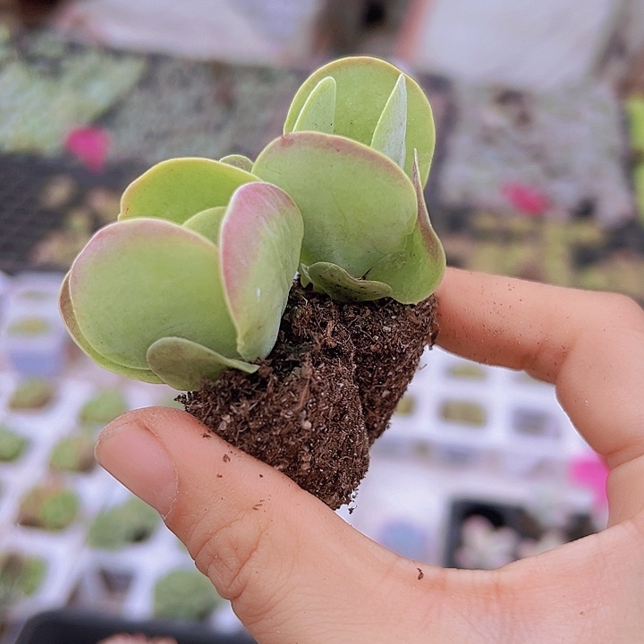 唐寅苗3颗多肉植物