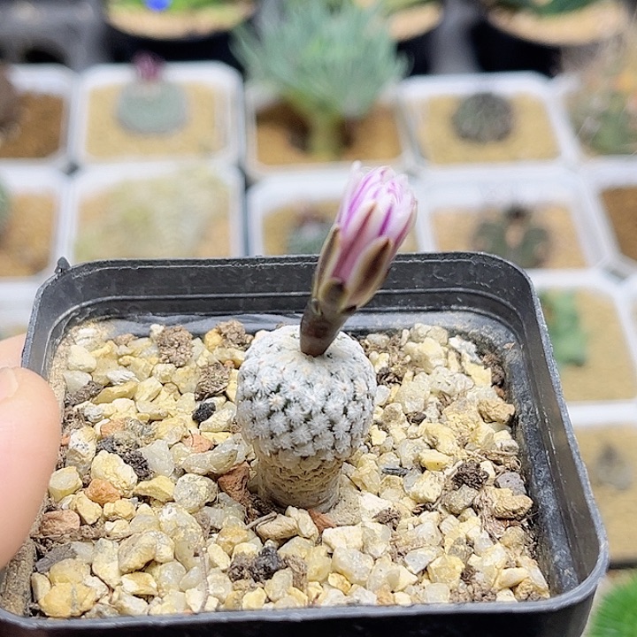 紫中筋蔷薇丸实生球1.6cm