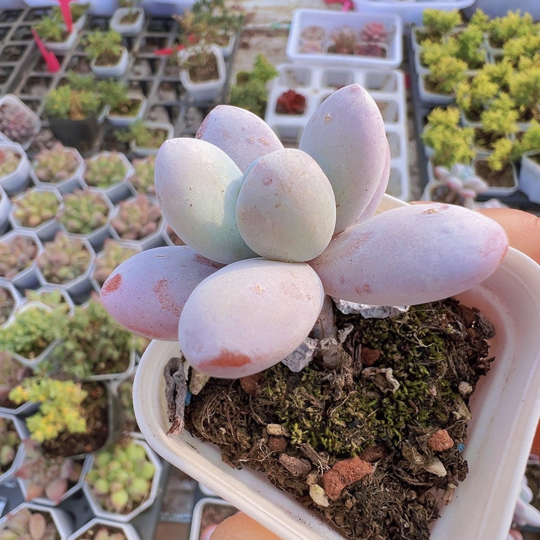 雪美人19包邮多肉植物