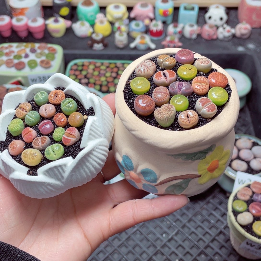 w3902 带盆土发货-零下地区拍保温箱