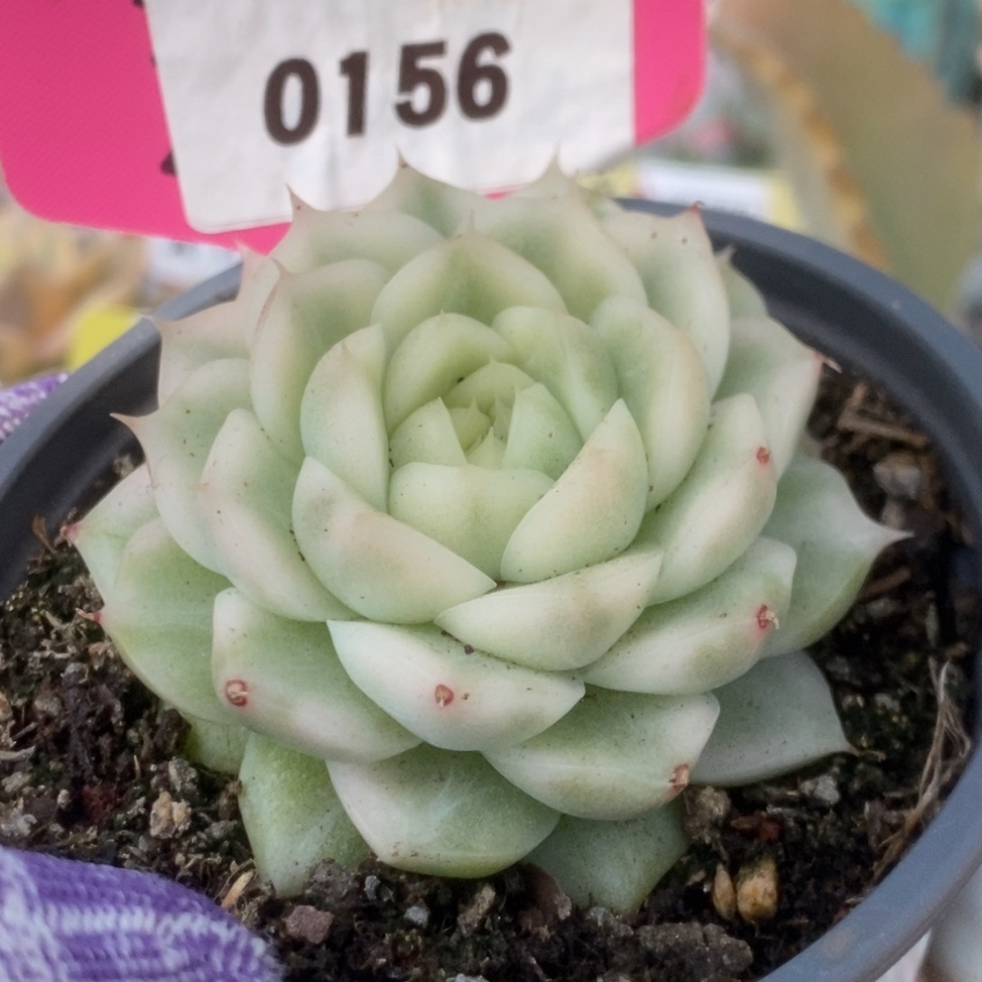 156白瓷麦杆锦锦锦锦锦