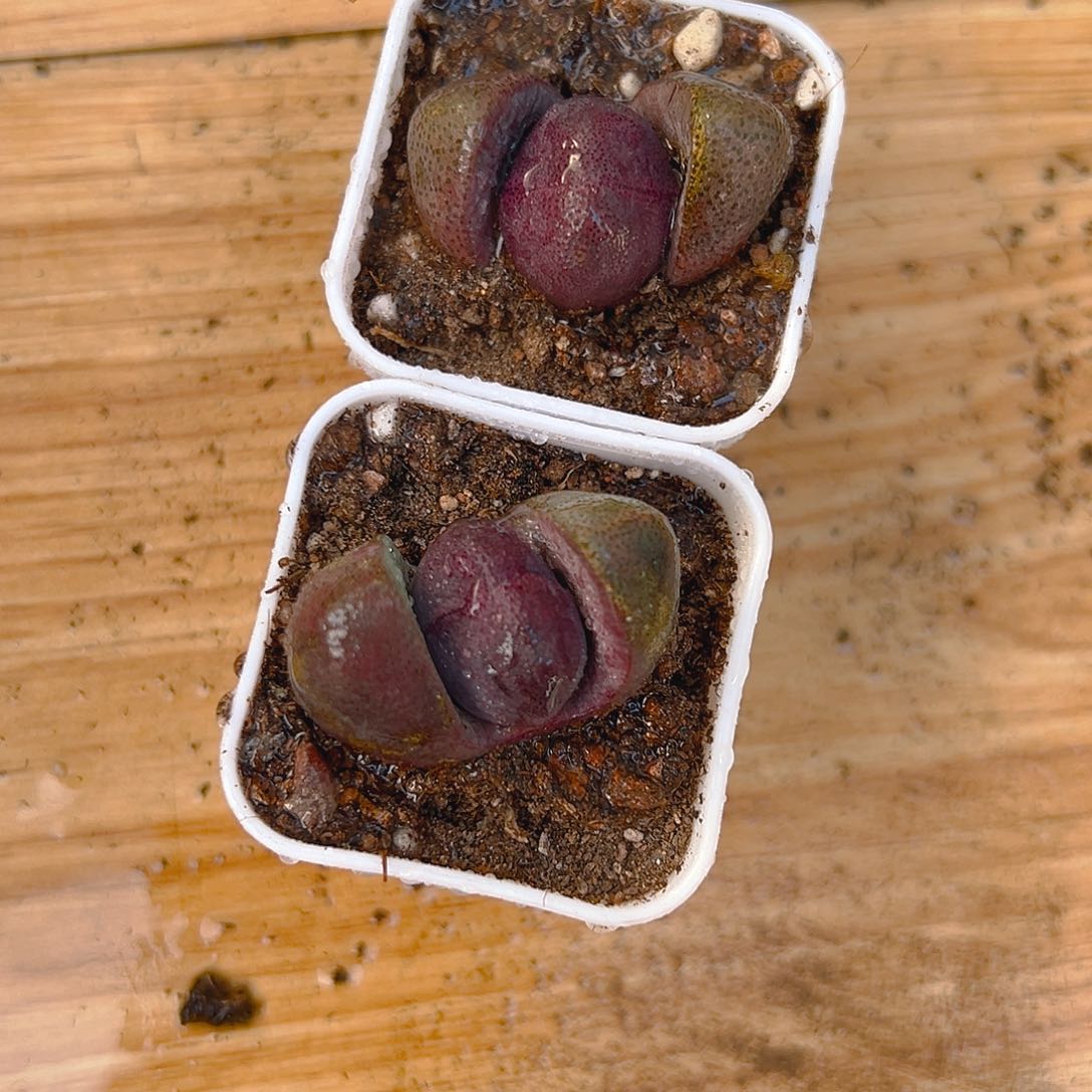 紫元宝多肉多肉一颗