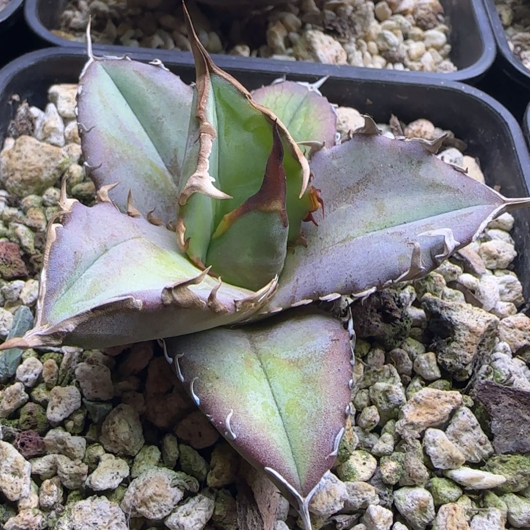 实生仁王冠龙舌兰15