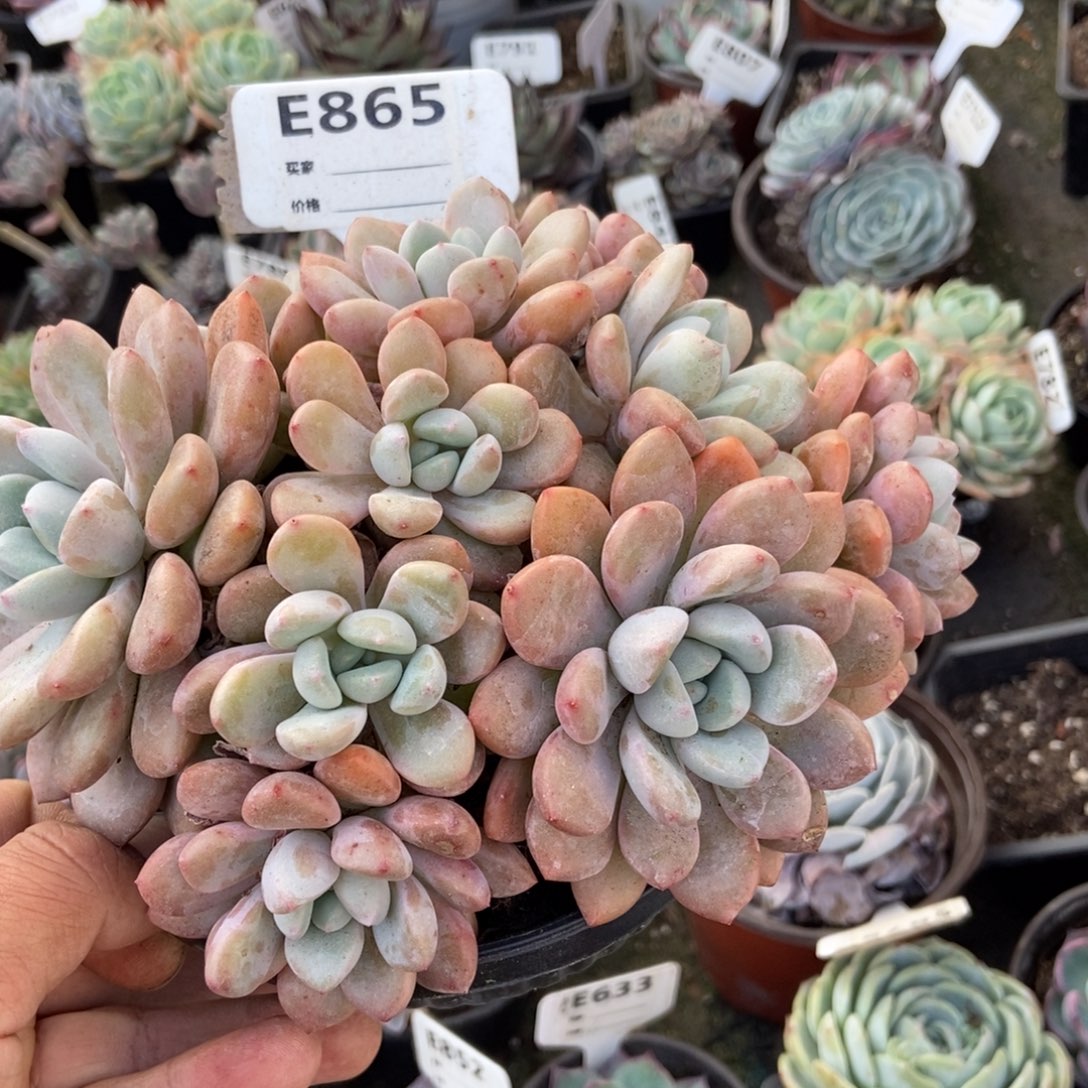 白鹭多肉植物保护865多肉