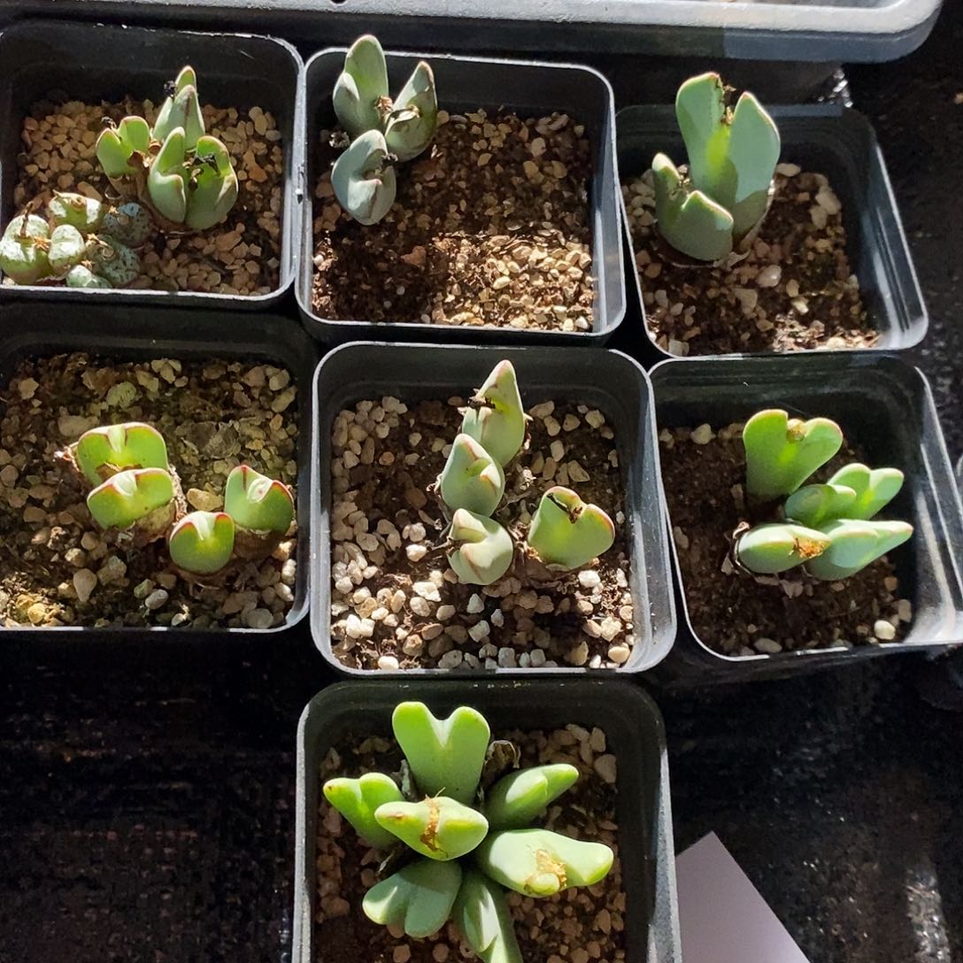 28404。 一盒将。  