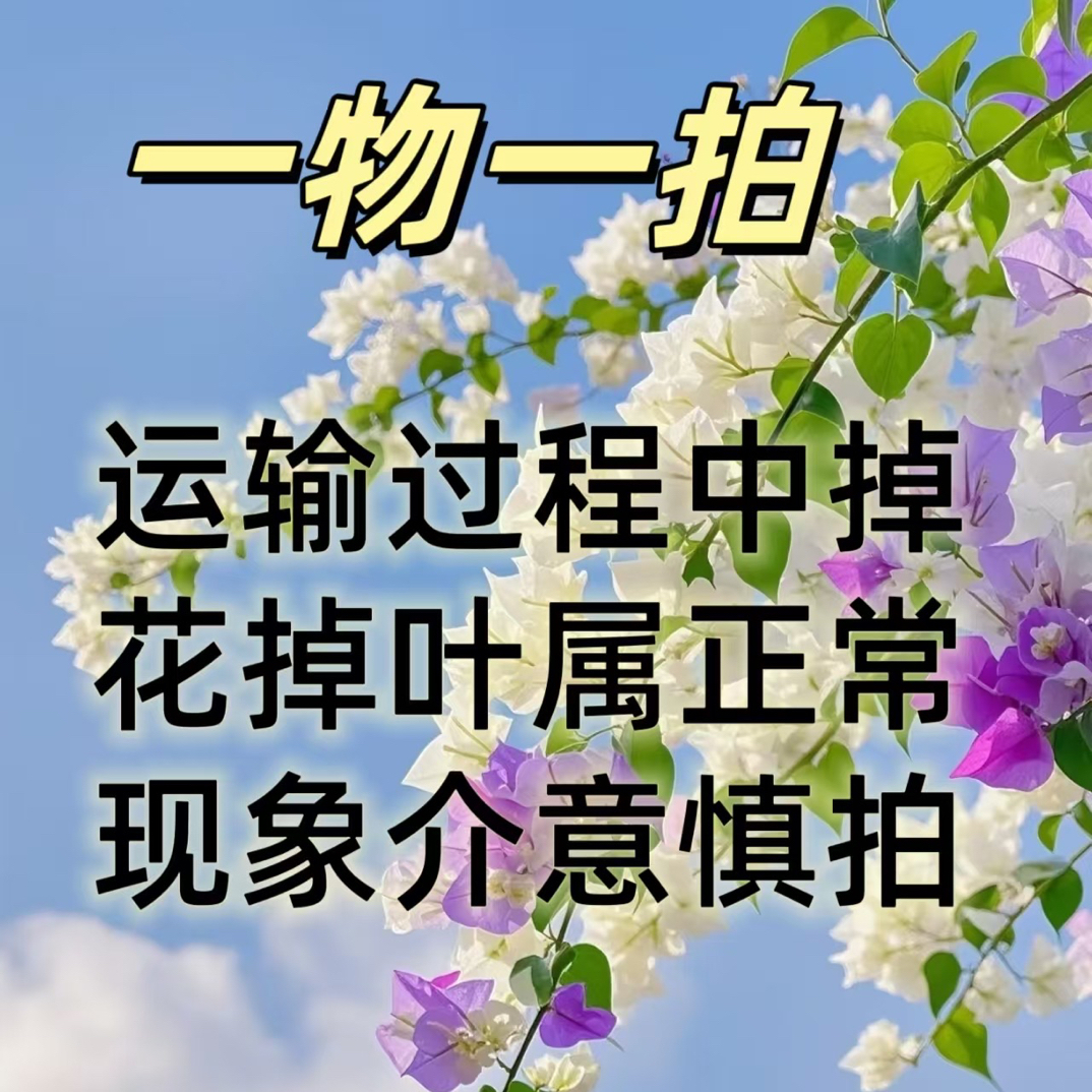 三角梅四季开花室内好养活阳台庭院爬藤盆栽