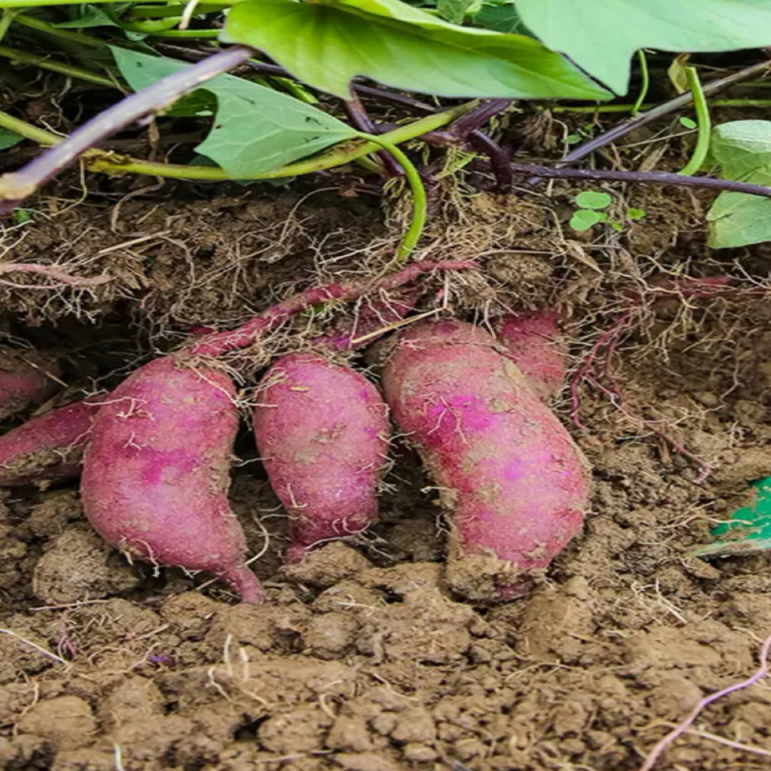 贵州高山老品种紫薯