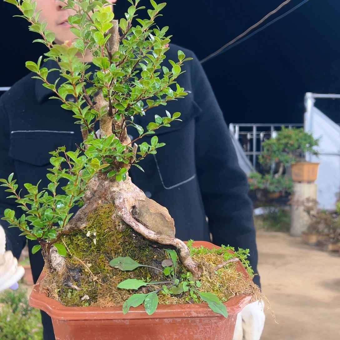 以实际为准山采赤楠